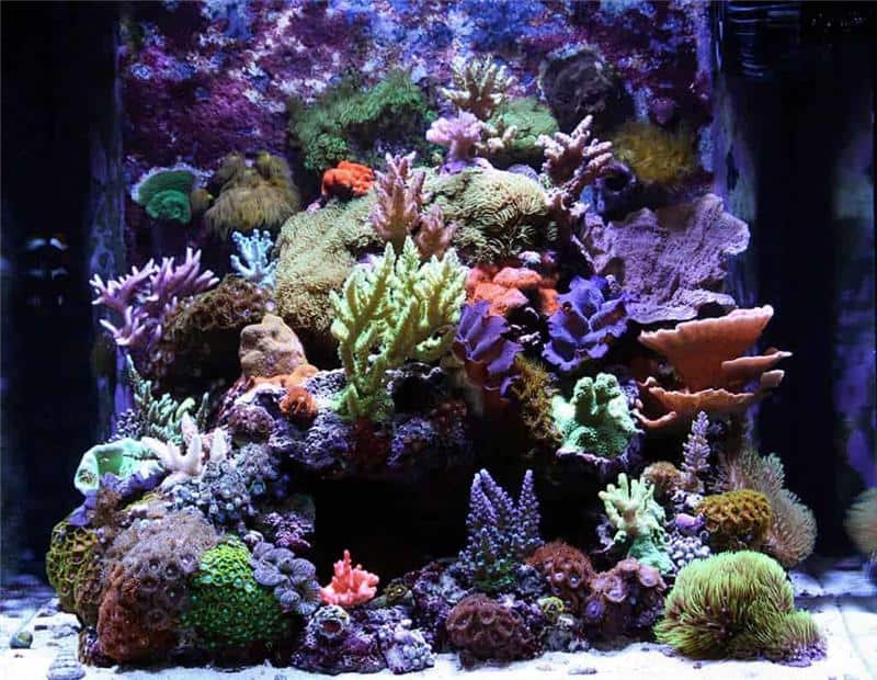 nano reef tank fish  is a wild card