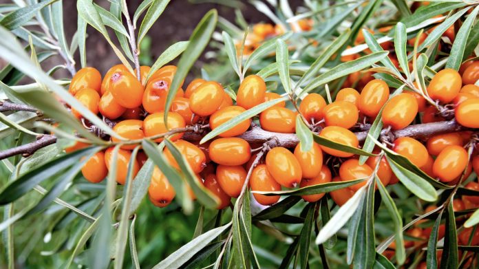 What is Sea Buckthorn and Where is it From?