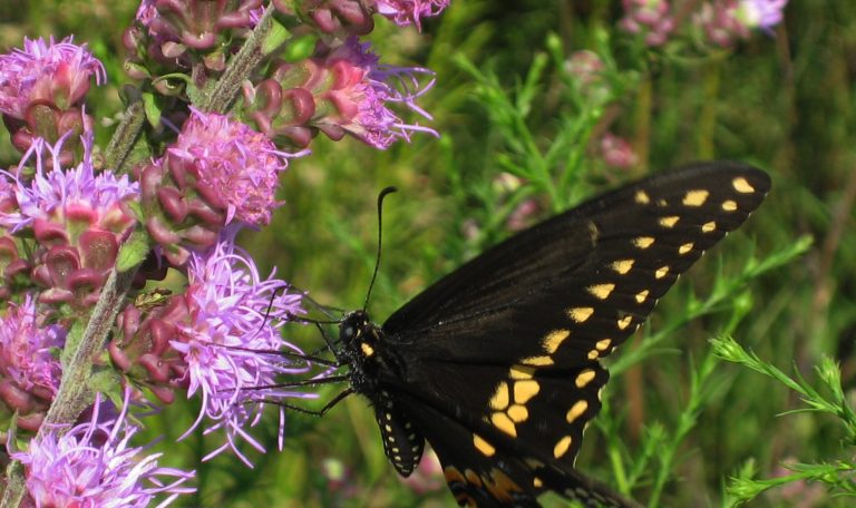 Guide To Native Iowa Plants