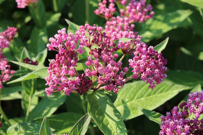 Guide to Native Iowa Plants