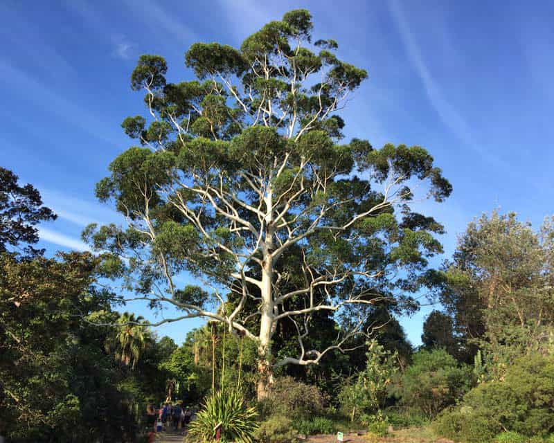 Eucalyptus Grandis WS