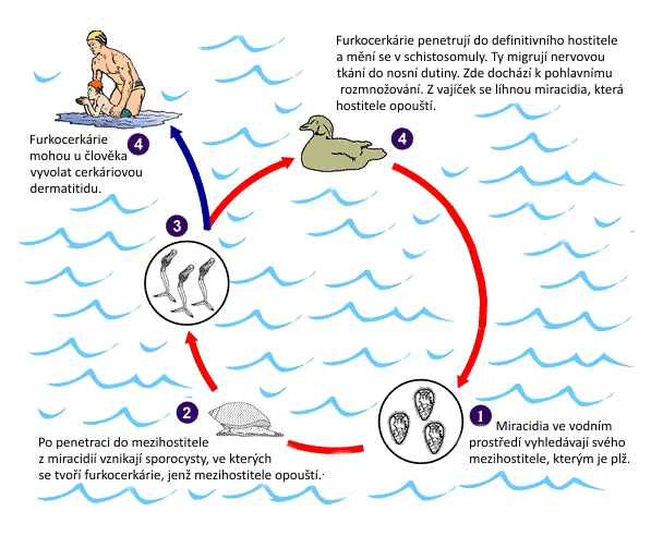 Life cycle of Trichobilharzia regenti
