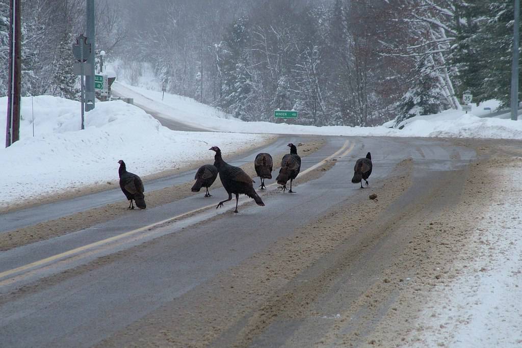 Wild Turkeys getting off Hwy  near Dorset Ontario