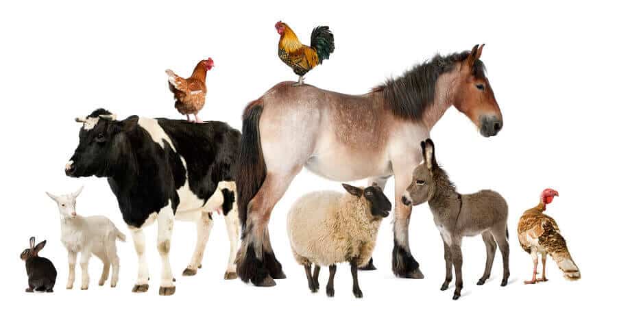 bigstock Variety of farm animals in fro