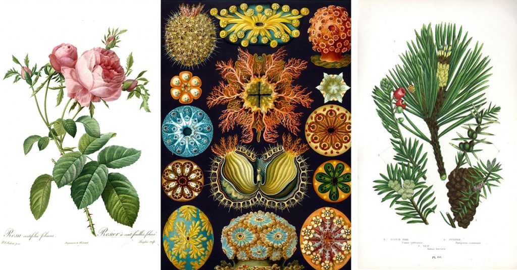 botanical illustration thumbnail