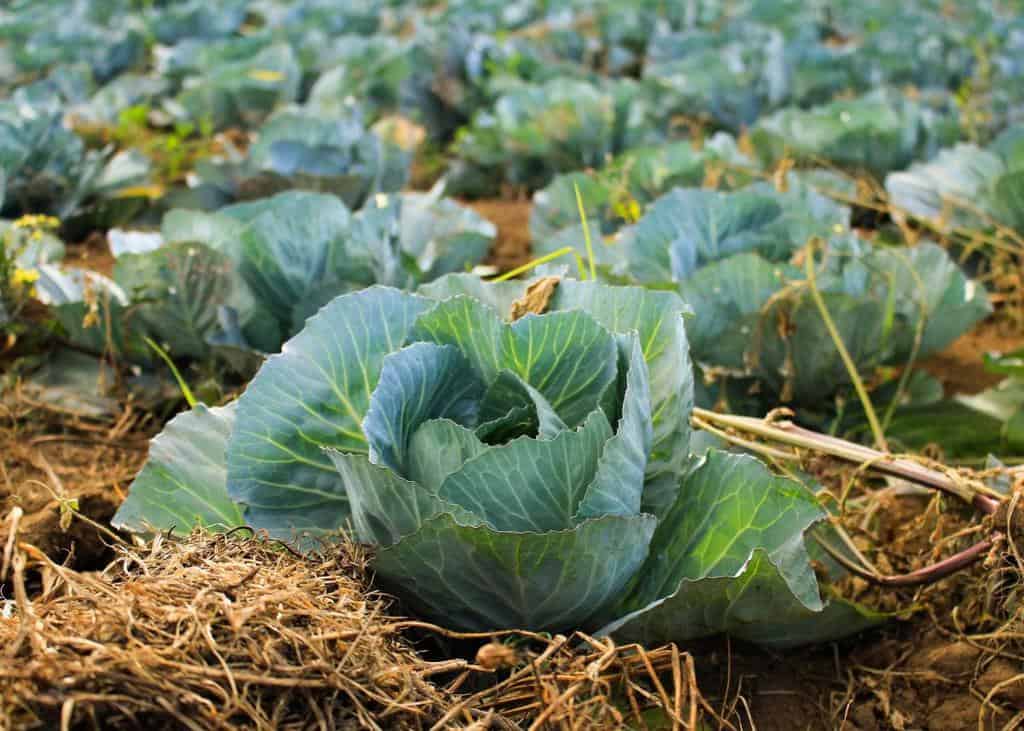 cabbage crops