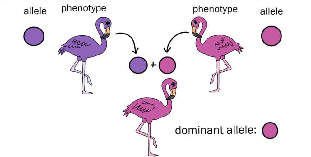 dominant allele phenotype