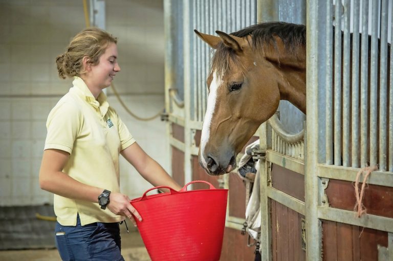 what-is-a-stallion-breeding-soundness-exam