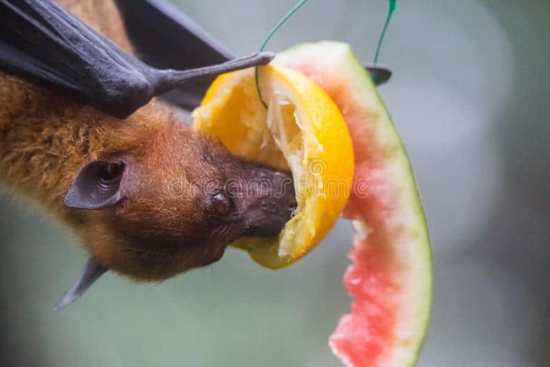 fruit bat also known as flying fox hanging upside down eating juicy orange watermelon closeup portrait male fruit bat