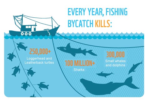 infographic fisheries bycatch marine wildlife