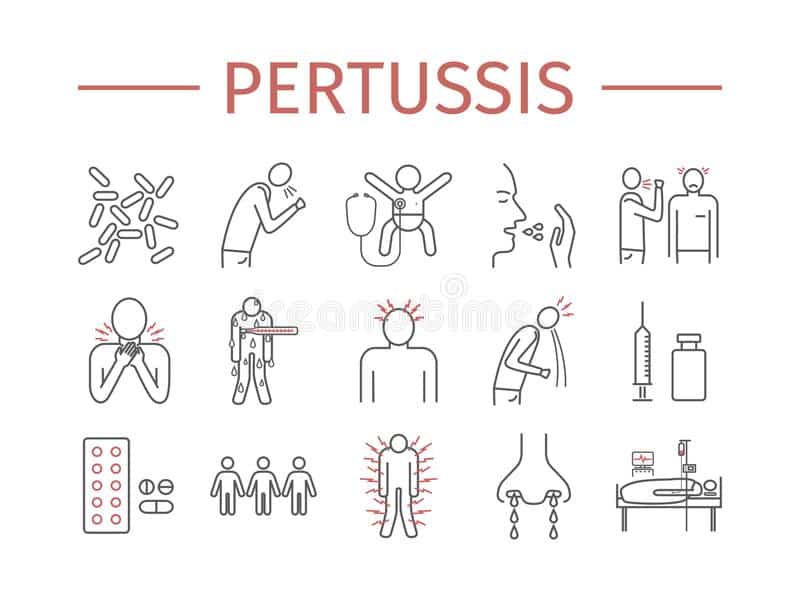pertussis signs whooping cough symptoms treatment line icons set vector infographics pertussis symptoms treatment line icons set