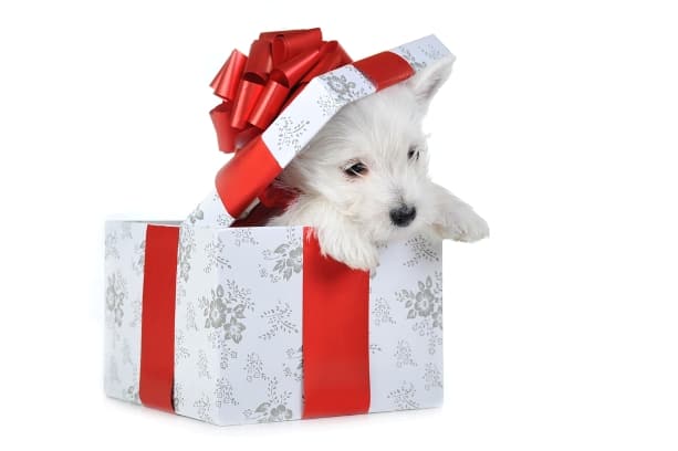 puppy in christmas gift box