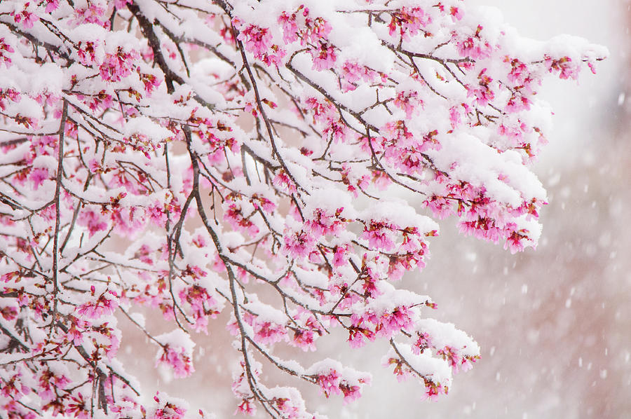 snow on cherry blossoms mary ann artz
