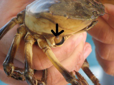 stone crab joint showing diaphragm with claw bud