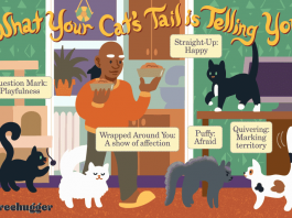 what your cats tail can tell you  V dbfaefacaef