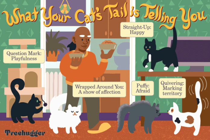 what your cats tail can tell you  V dbfaefacaef
