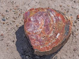 colorful patterns in petrified wood in petrified forest national park in arizona