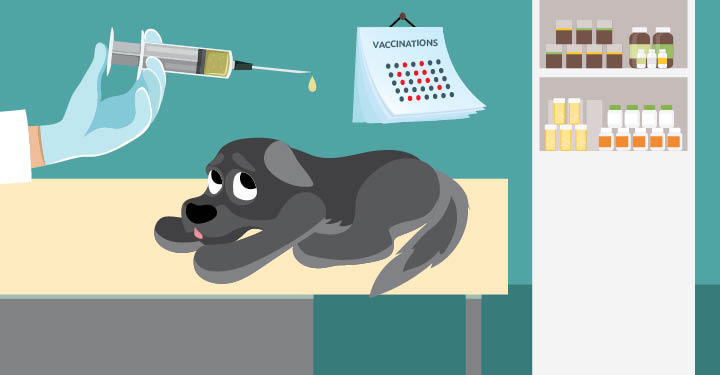 Annual Dog Vaccines Are They Necessary