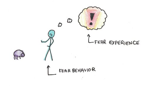 fear experience vs behavior