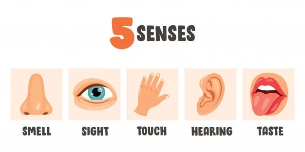 five senses concept with human organs kids
