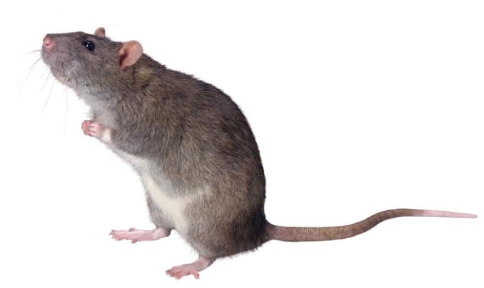 ratones png