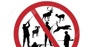 stop kill animals