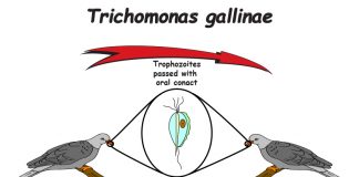 tricho gallinae