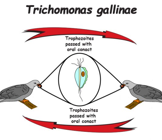tricho gallinae
